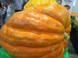900 lb. pumpkin