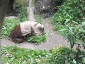Orangutan determined not to have his identity stolen