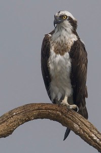 osprey courtesy of Wikimedia Commons - our mascot was the seahawk, another term for osprey