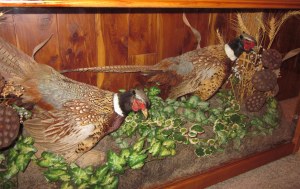 pheasant under glass