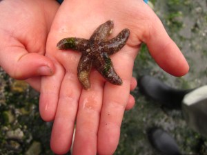 baby starfish in hand
