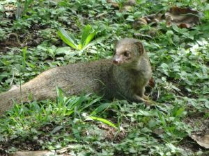 Mongoose, imported to kill rats in pineapple fields. Experiment failed and it is now considered an invasive species.