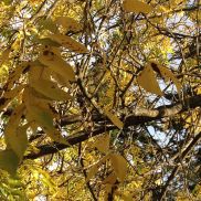 yellow leaves