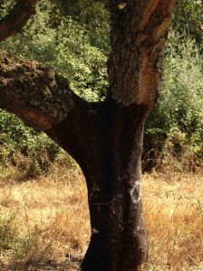 the humble cork tree