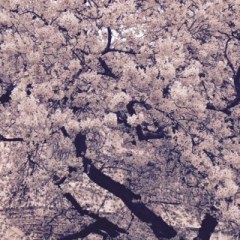 tree loaded with cherries