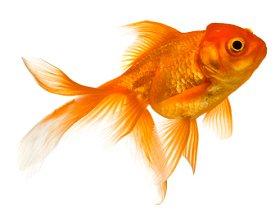 goldfish